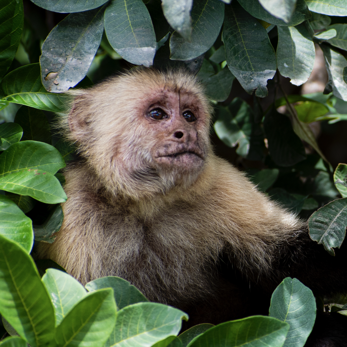 White-Faced Capuchin Monkey Photograph