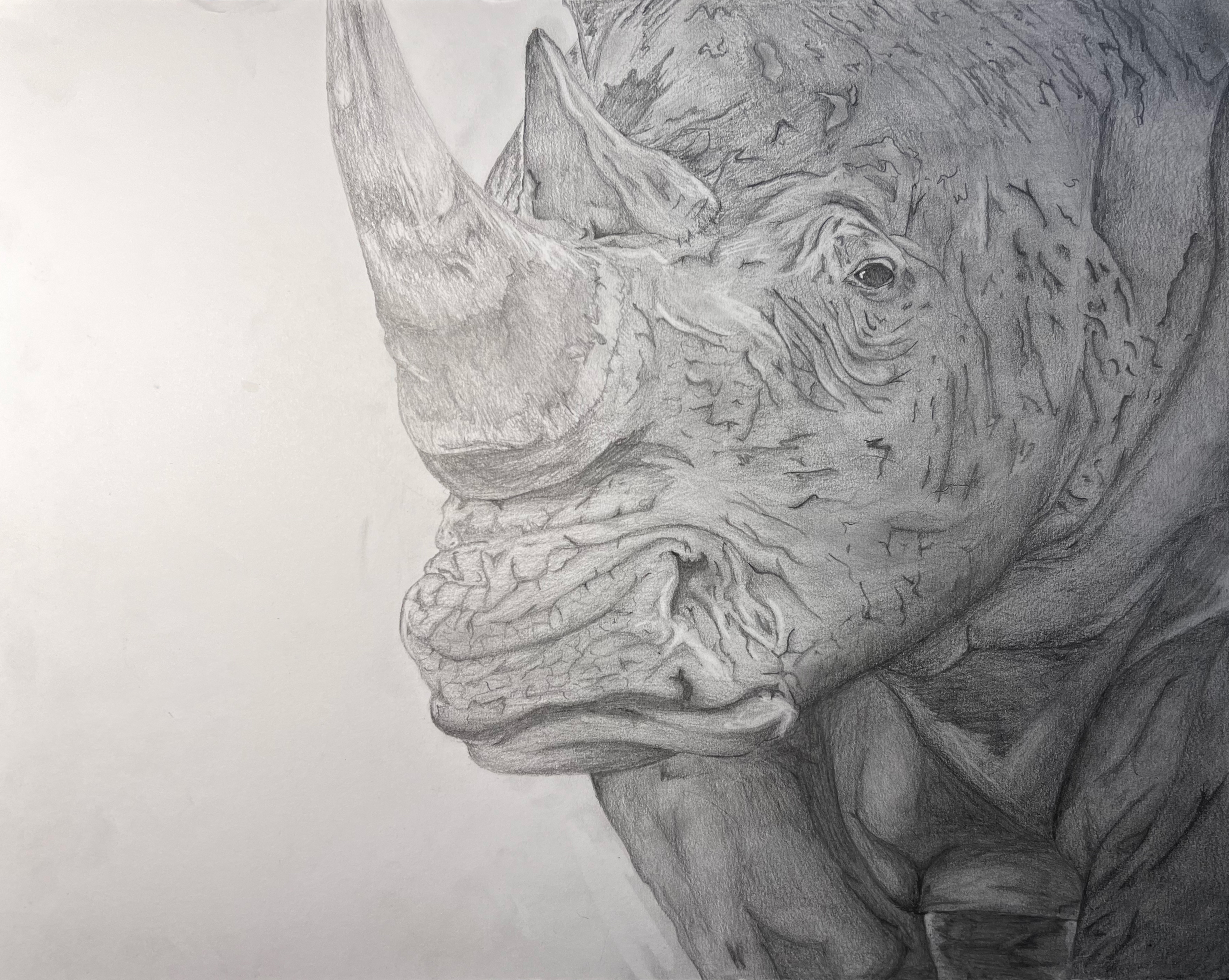 Graphite - Rhino
